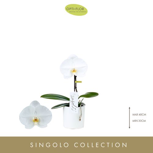 Phal.1-R weiss Singolo Tosha T09 H25 