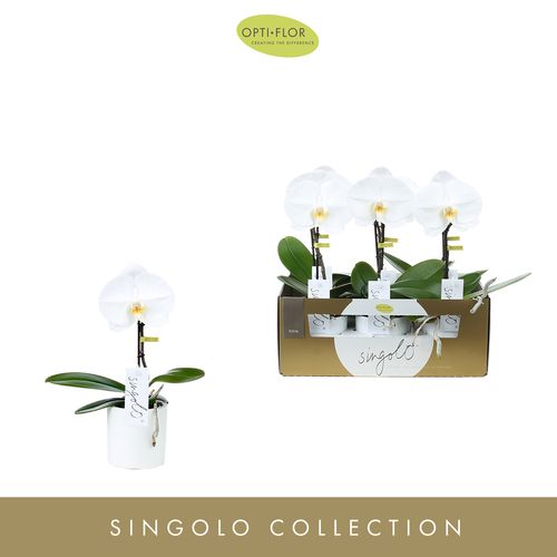 Phal.1-R weiss Singolo Tosha T09 H25 