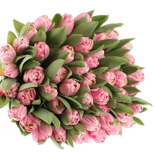 Tulpe rosa doppel Endless 28 Gramm