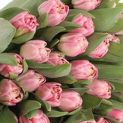 Tulpe rosa doppel Endless 28 Gramm