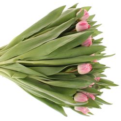 Tulpe rosa doppel Endless 28 Gramm