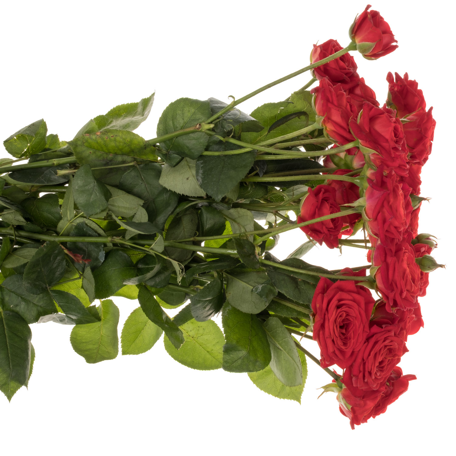 Rose verzweigt rot Armelle 3+Blüte 50cm
