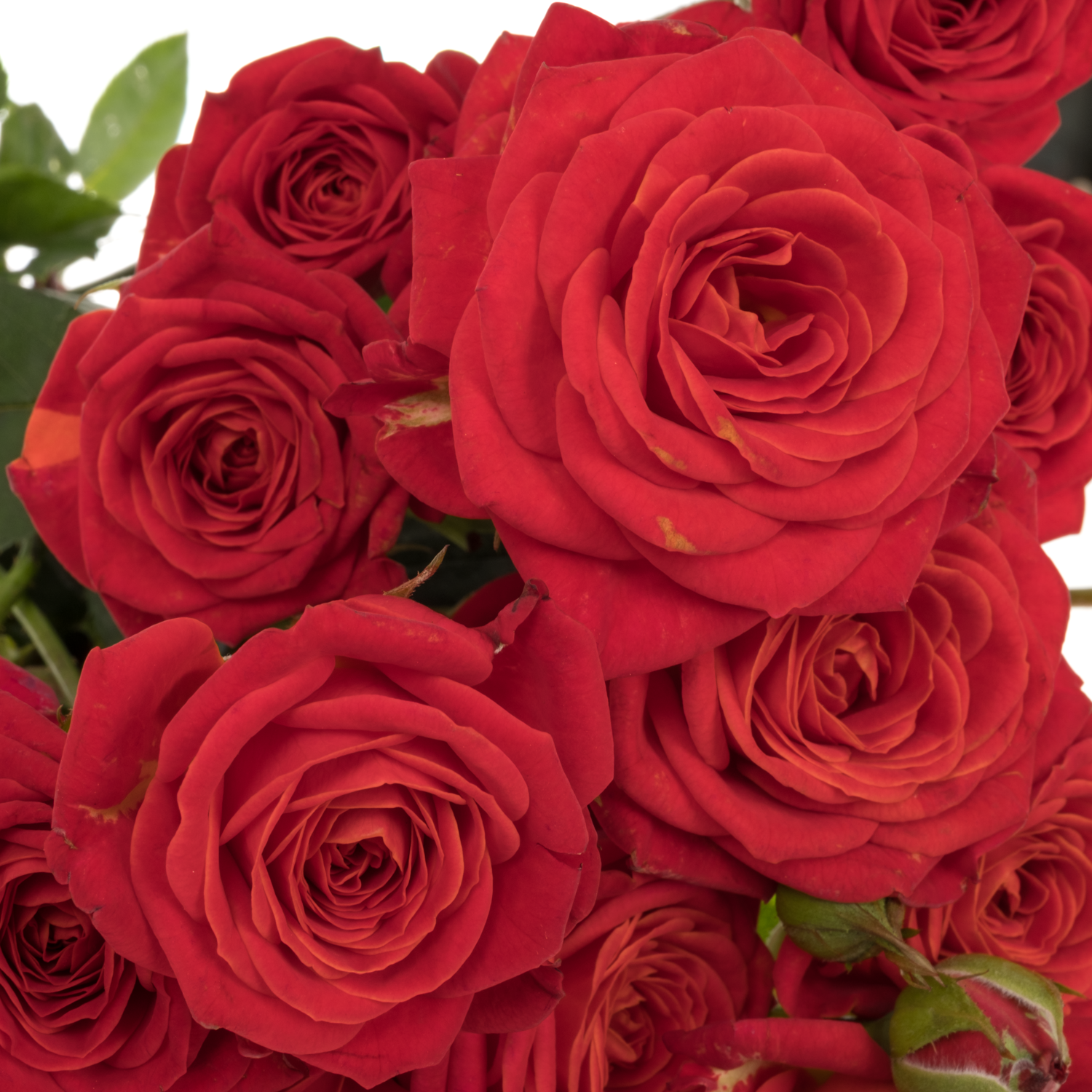 Rose verzweigt rot Armelle 3+Blüte 50cm