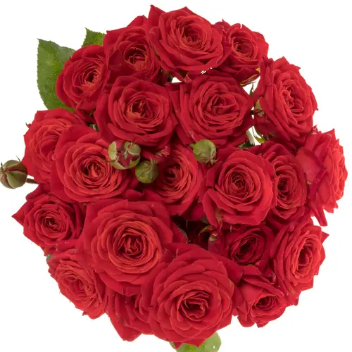 Rose verzweigt rot Armelle 3+Blüte 50cm