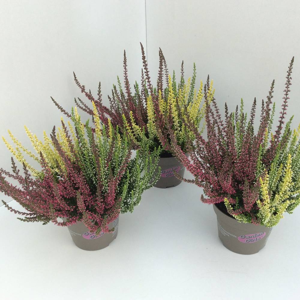 Calluna mix Trio GG T11 H020