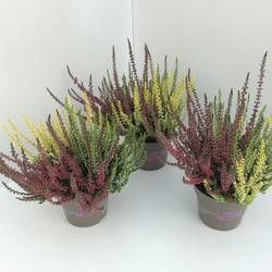 Calluna mix Trio GG T11 H020