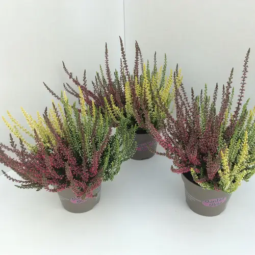Calluna mix Trio GG T11 H020