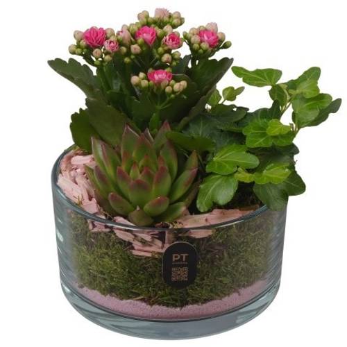 Kal.Arr PTIG2603 T14 H017