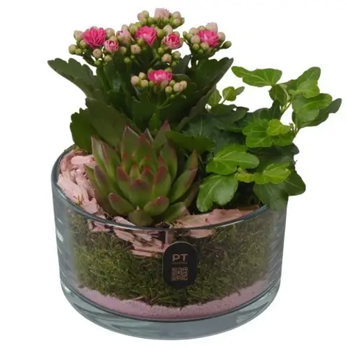 Kal.Arr PTIG2603 T14 H017