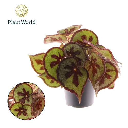 Begonie Masoniana T14 H030