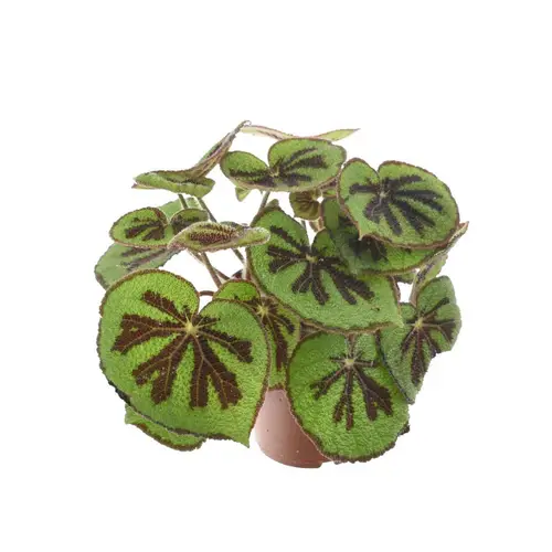 Begonia Masoniana T14 H030