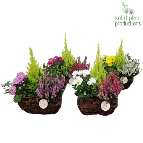 Garten.Arr mix SRSCC005 R Small Herbst T24 H045