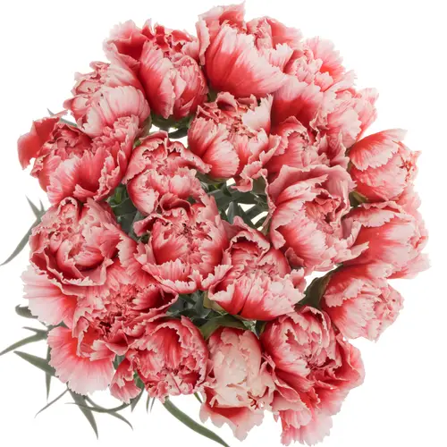 Nelke rot/creme Hugo 65cm