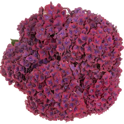 Hortensie lila Amber Bol 18cm 80cm