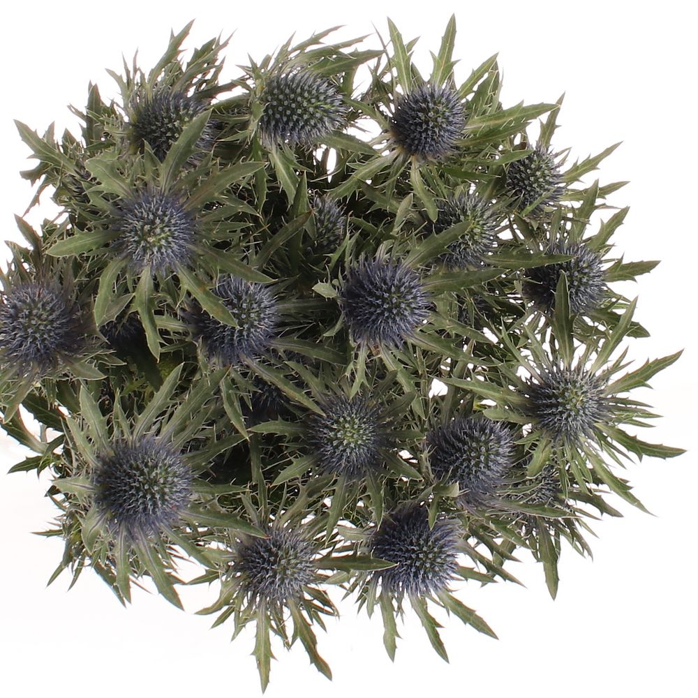 Distel blau Orion 60cm