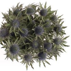 Distel blau Orion 60cm