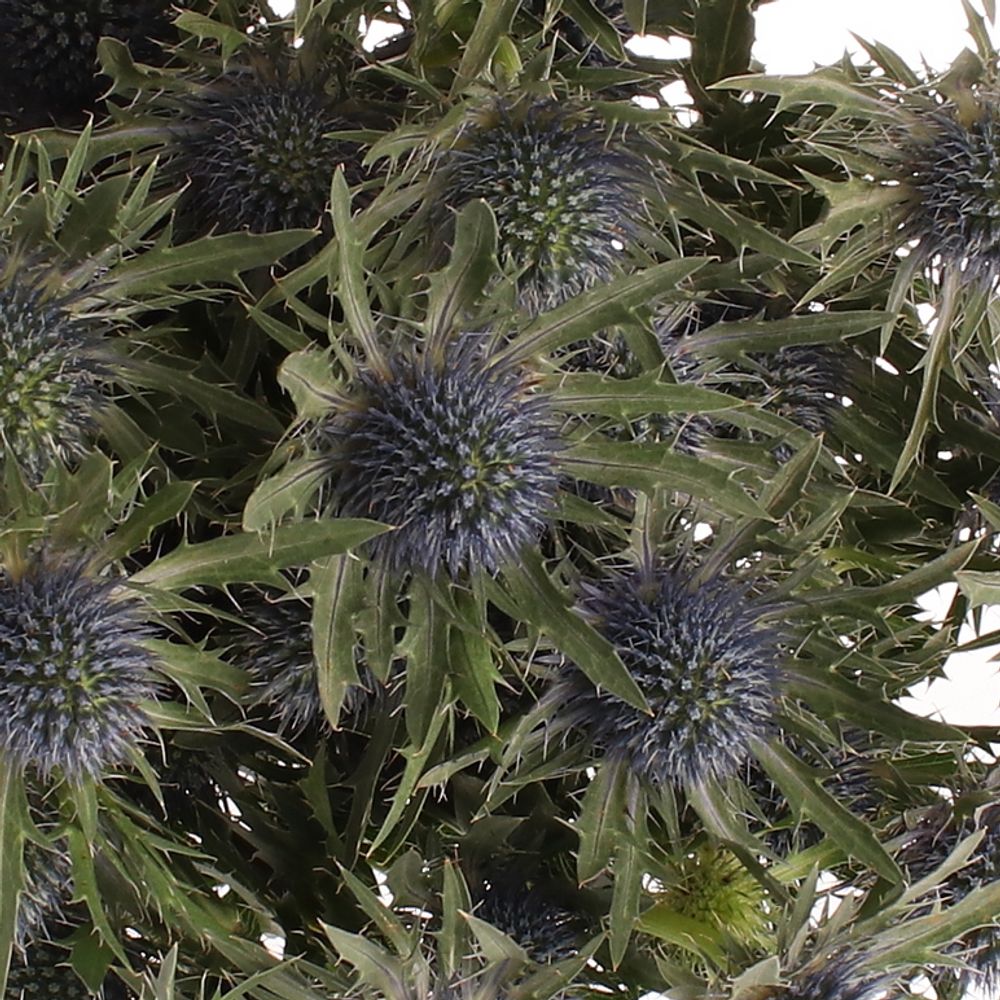 Distel blau Orion 60cm
