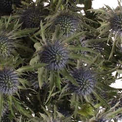 Distel blau Orion 60cm