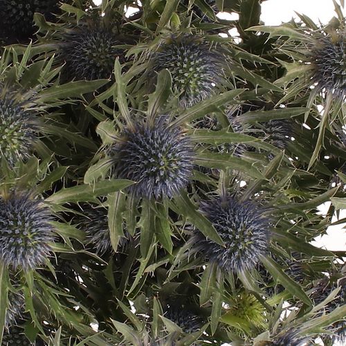 Distel blau Orion 60cm