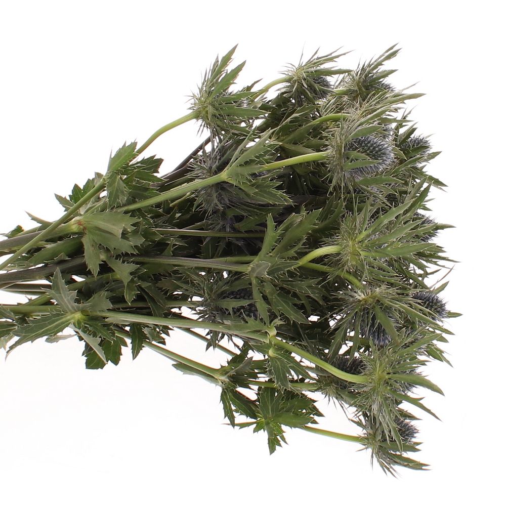 Distel blau Orion 60cm