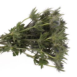 Distel blau Orion 60cm