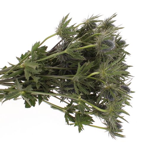 Distel blau Orion 60cm