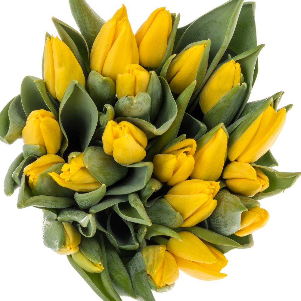 Tulpe gelb Lions Glory 40 Gramm