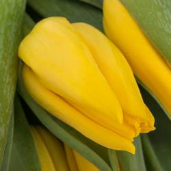 Tulpe gelb Lions Glory 40 Gramm