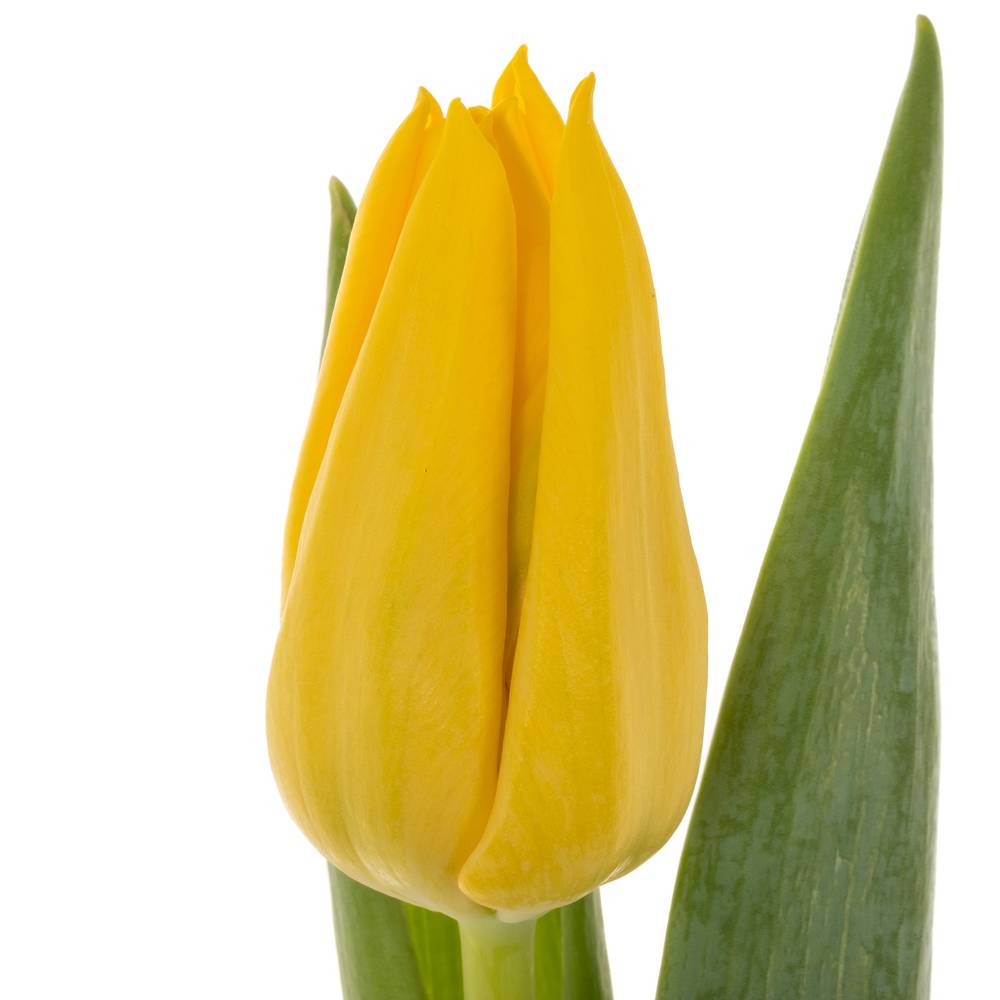 Tulpe gelb Lions Glory 40 Gramm