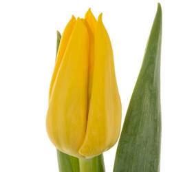 Tulpe gelb Lions Glory 40 Gramm