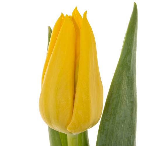 Tulpe gelb Lions Glory 40 Gramm