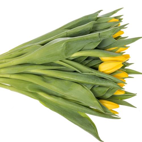 Tulpe gelb Lions Glory 40 Gramm