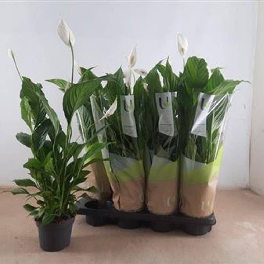 Spathiphyllum Strauss 4+ Schnapch. von Uhr T13 H060
