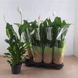 Spathiphyllum Strauss 4+ Schnapch. von Uhr T13 H060