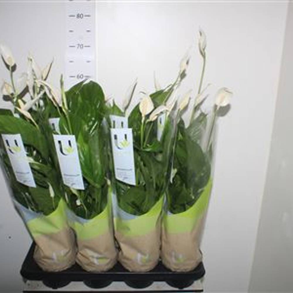 Spath. Strauss 4+ Schnapch. von Uhr T13 H055