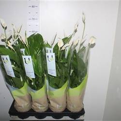 Spath. Strauss 4+ Schnapch. von Uhr T13 H055