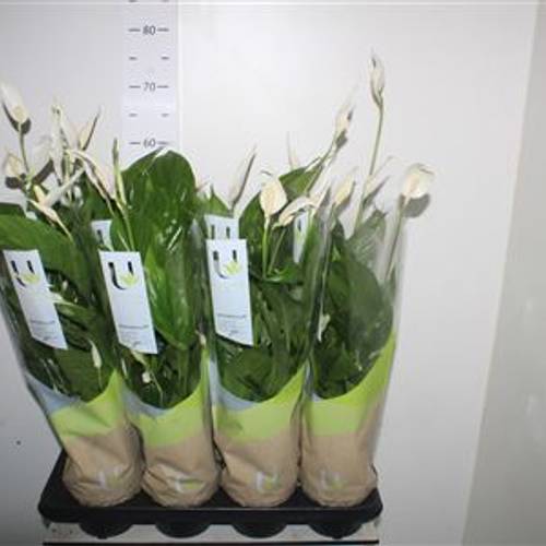 Spath. Strauss 4+ Schnapch. von Uhr T13 H055