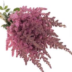 Spirea rosa Vision in Pink 65cm