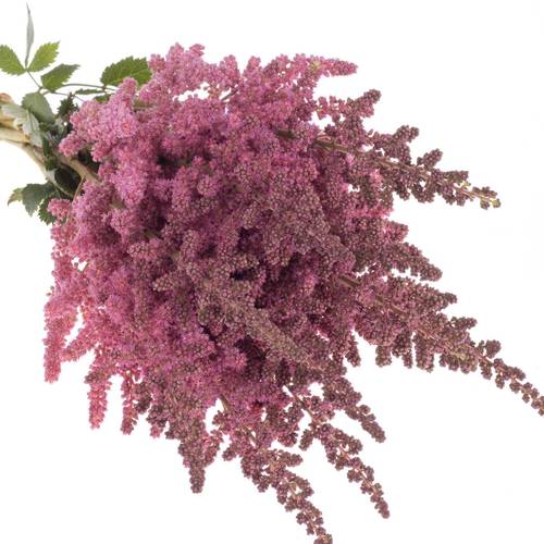 Spirea rosa Vision in Pink 65cm