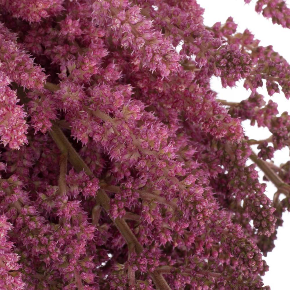 Spirea rosa Vision in Pink 65cm