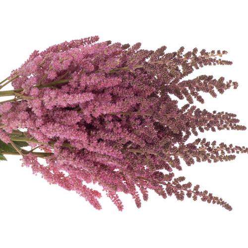 Spirea rosa Vision in Pink 65cm