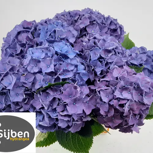 Hortensie blau/lila Rodeo Bol 20cm 60cm