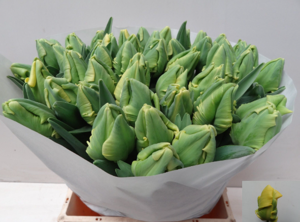 Tulpe gelb Yellow Madonna parrot 44 Gramm