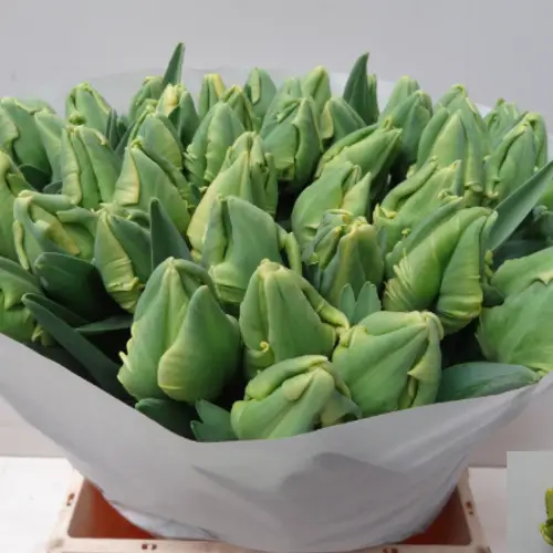 Tulpe gelb Yellow Madonna parrot 44 Gramm