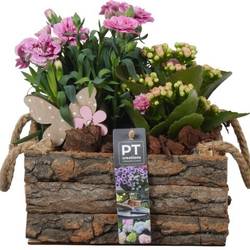 Garten.Arr PTPP6992 T20 H022