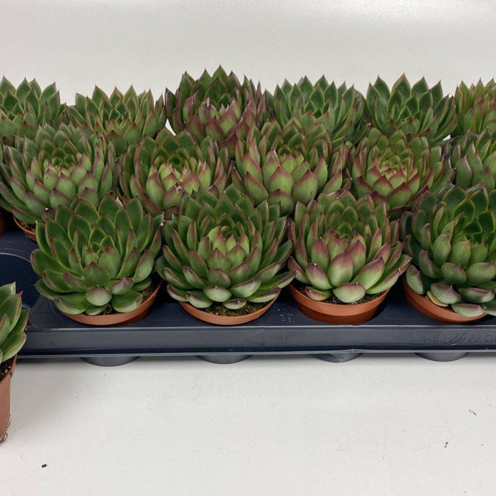 Echeveria Agavoides T08,5 H010