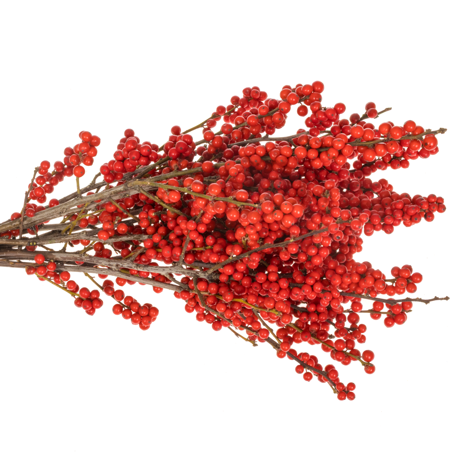 Ilex rot extra Magical Amarant 50cm