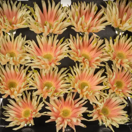 Gerbera rosa/creme Pasta Nabi