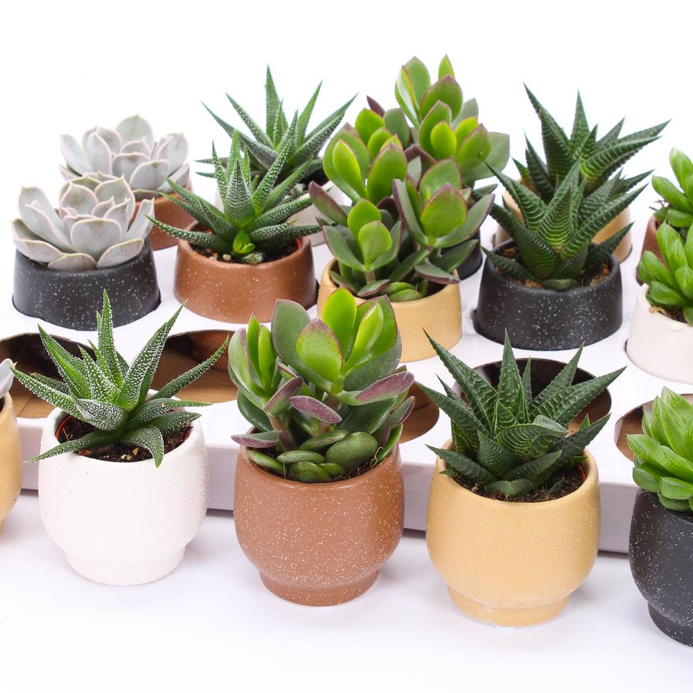 Sukkulenten mix im Mumbai Topf T07 H009