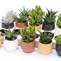 Sukkulenten mix im Mumbai Topf T07 H009